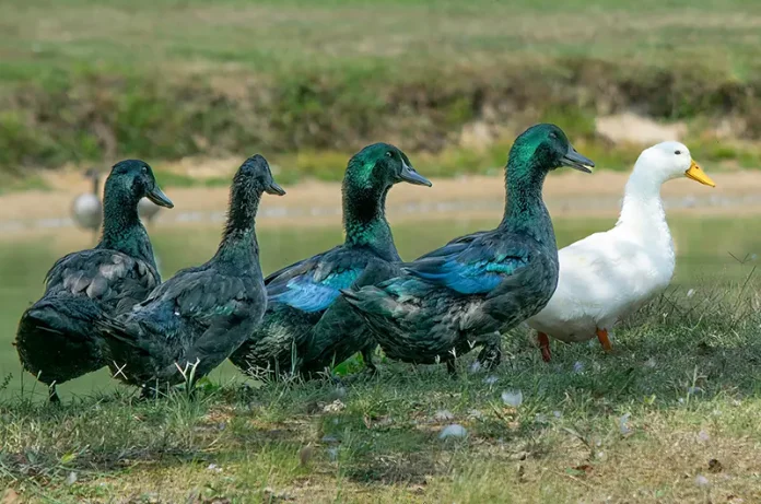 ৫০০ হাঁস পালনে আয় ব্যয়ের হিসাব | আবদ্ধ পদ্ধতিতে হাঁস পালন